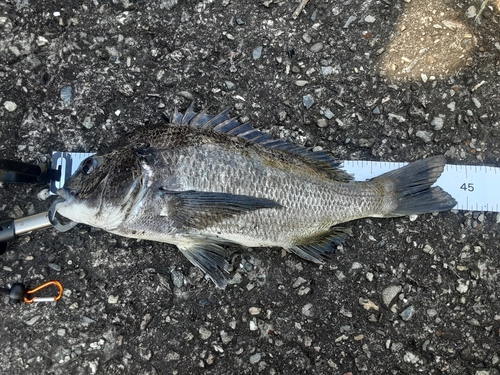 チヌの釣果