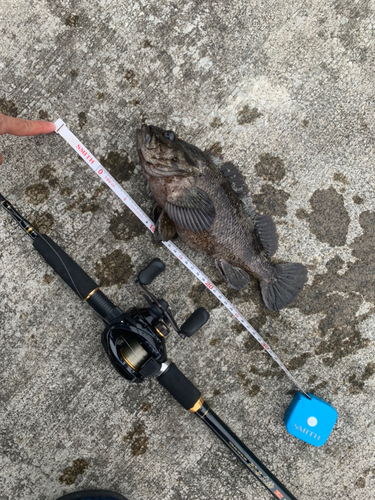 ムラソイの釣果