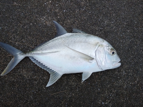 ロウニンアジの釣果