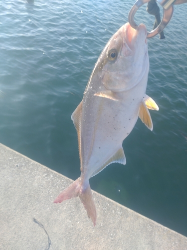 ショッコの釣果