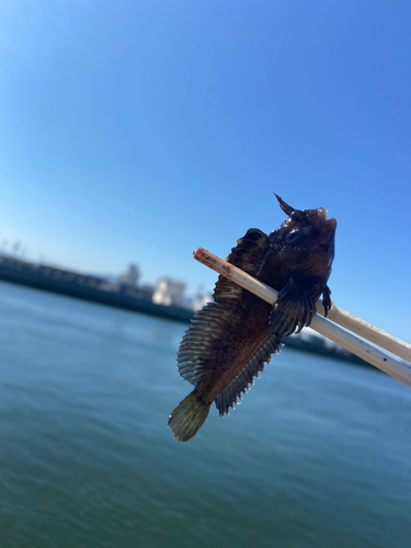 イソギンポの釣果