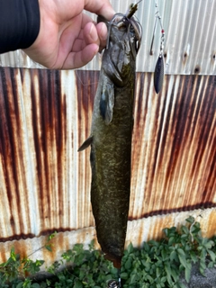 ニホンナマズの釣果