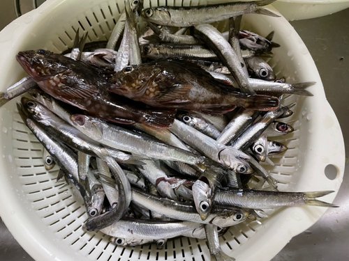 カタクチイワシの釣果