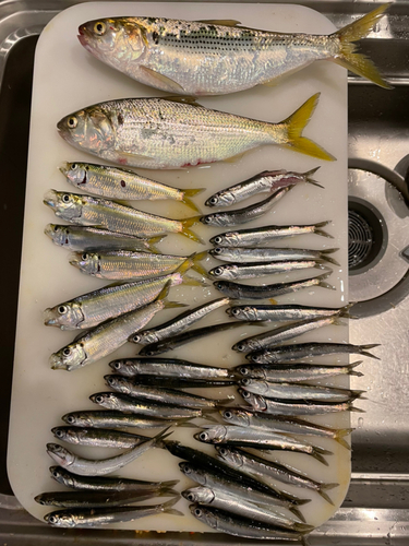 コノシロの釣果