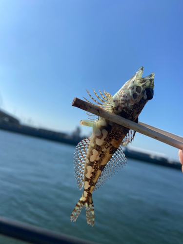 アサヒアナハゼの釣果