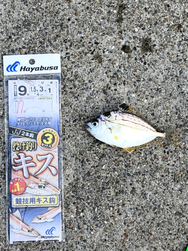 ヒイラギの釣果