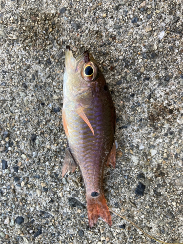 アイゴの釣果