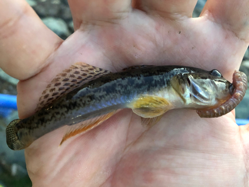 マハゼの釣果