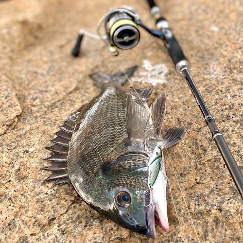 チヌの釣果