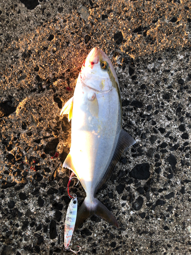 ショゴの釣果