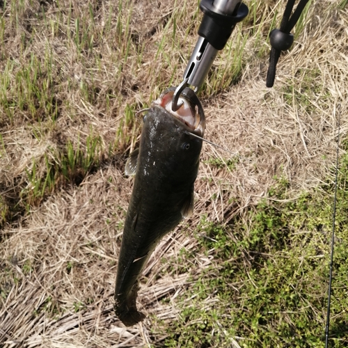 ナマズの釣果