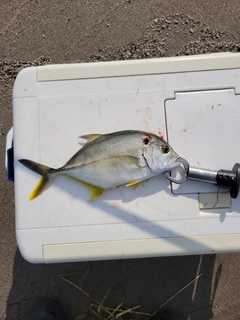 メッキの釣果