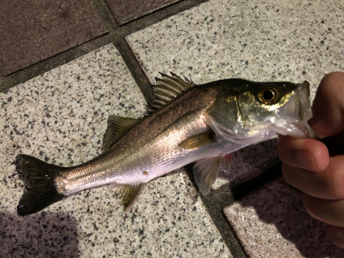 セイゴ（マルスズキ）の釣果