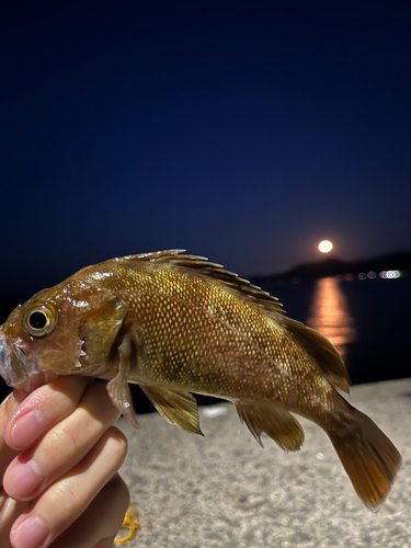 エゾメバルの釣果