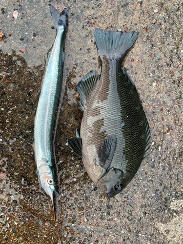 グレの釣果