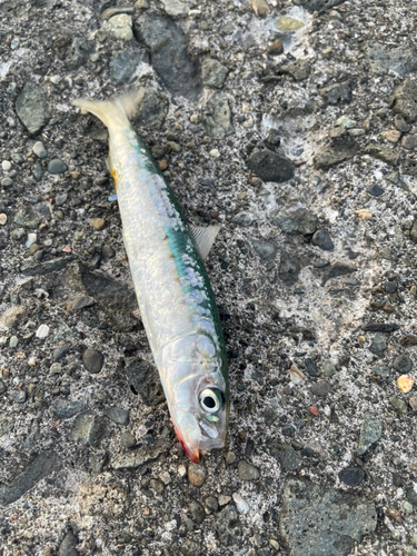 マイワシの釣果