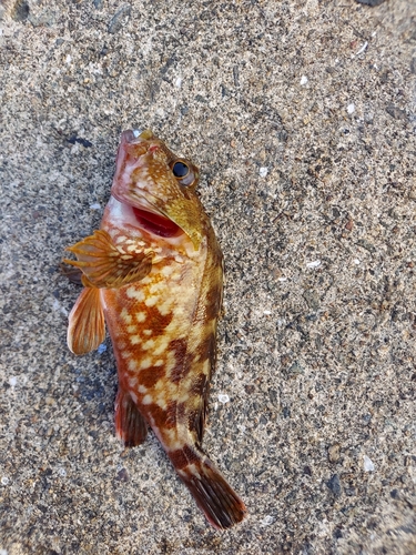 アラカブの釣果