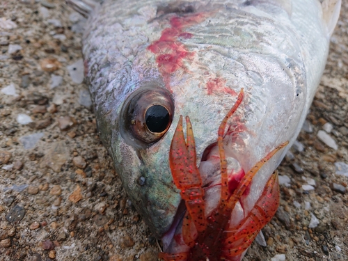 キチヌの釣果