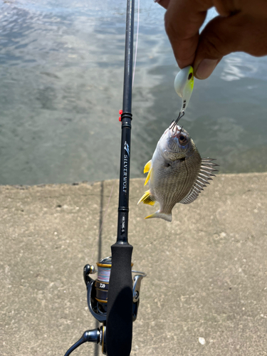 キビレの釣果