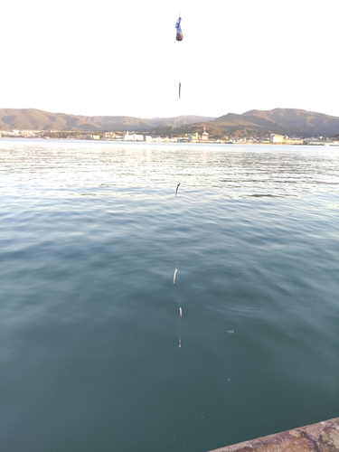 カタクチイワシの釣果