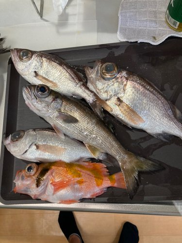 シロムツの釣果