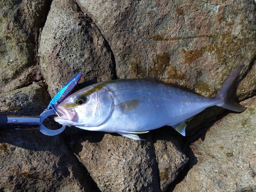 ネリゴの釣果