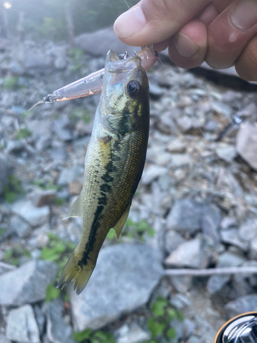 ブラックバスの釣果