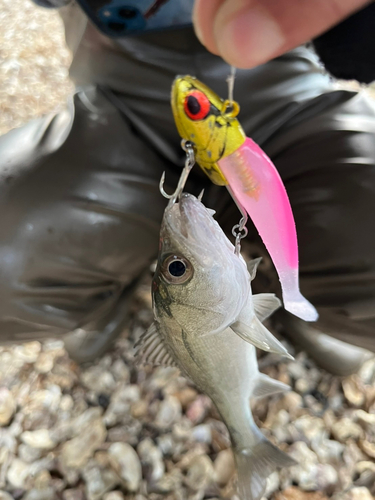 スズキの釣果