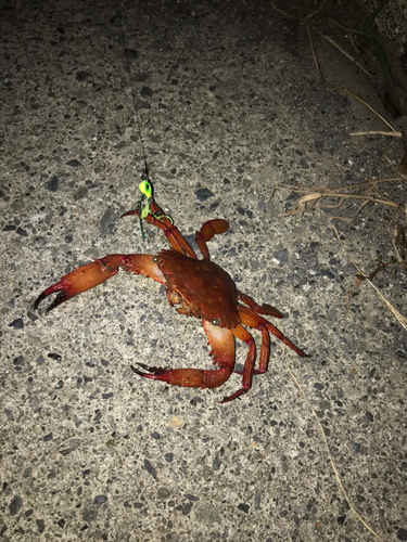 カニの釣果