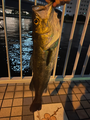 スズキの釣果