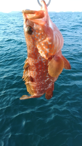 キジハタの釣果