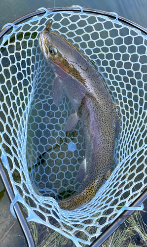 ニジマスの釣果