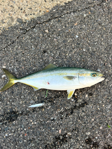 ツバスの釣果