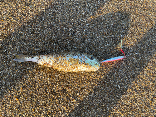 シロサバフグの釣果