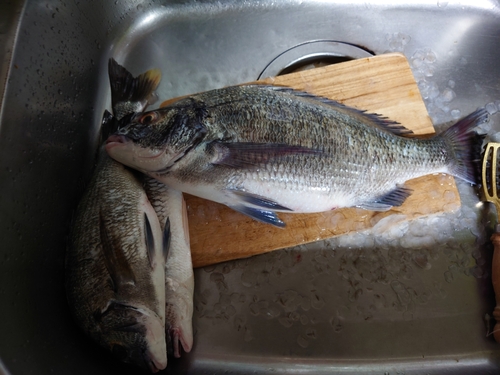 クロダイの釣果