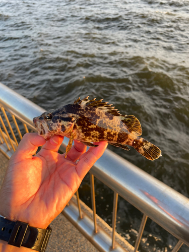 タケノコメバルの釣果