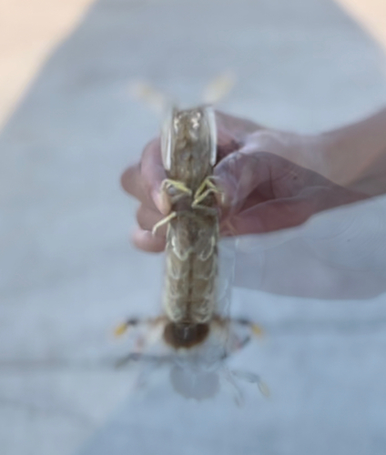 シャコエビの釣果