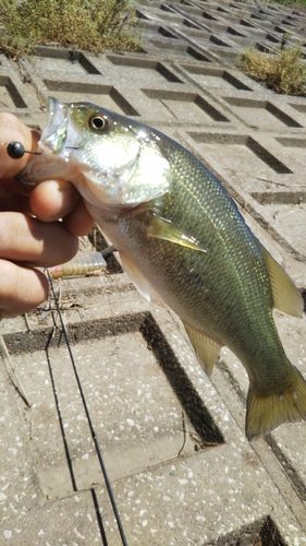 ラージマウスバスの釣果