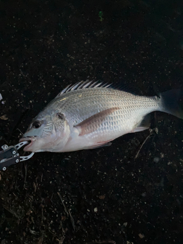 キビレの釣果