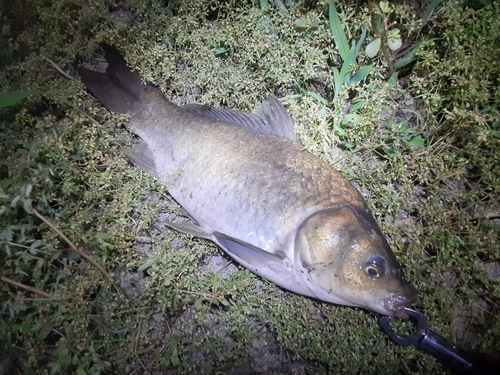 フナの釣果