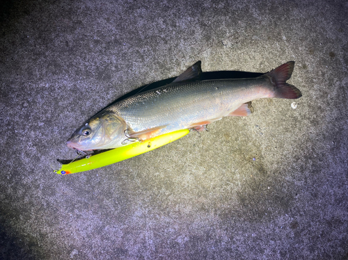 ウグイの釣果