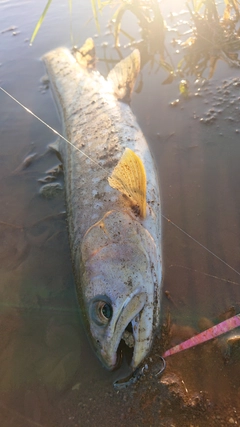 アメマスの釣果