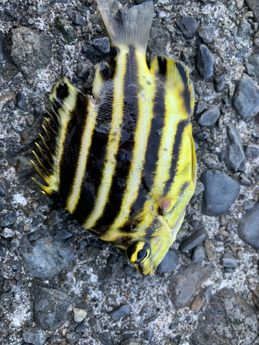 カゴカキダイの釣果