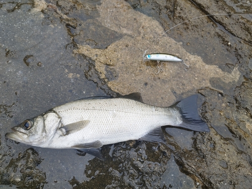 セイゴ（ヒラスズキ）の釣果