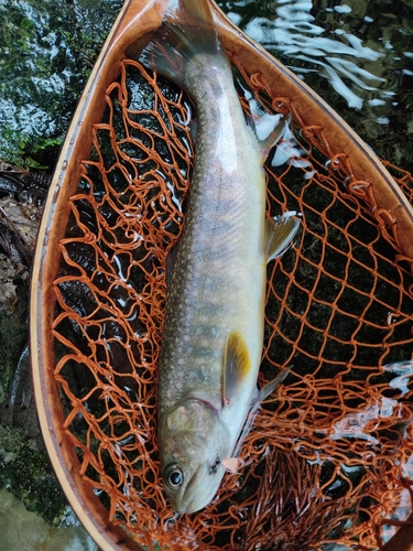 イワナの釣果