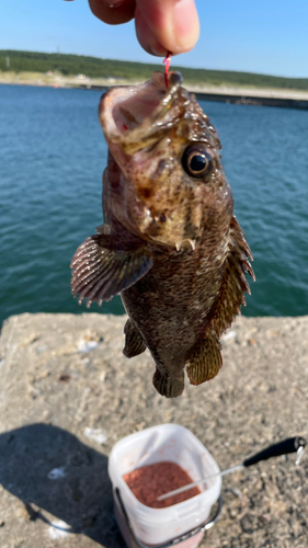 ソイの釣果