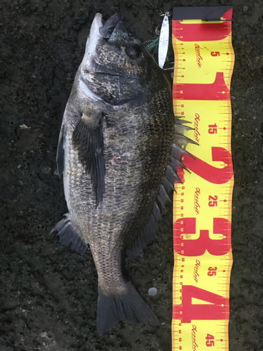 チヌの釣果