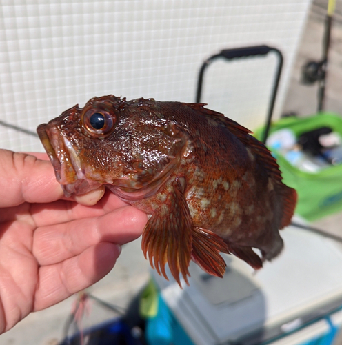 カサゴの釣果