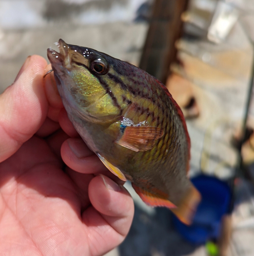 イソベラの釣果