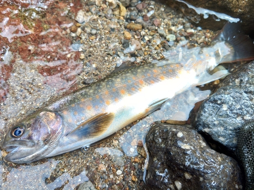 イワナの釣果